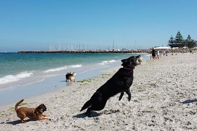 The South Beach Dog Beach - Fremantle Shipping News