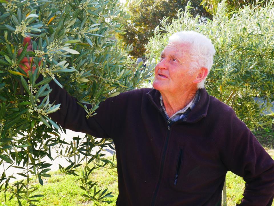Bill and his olive tree