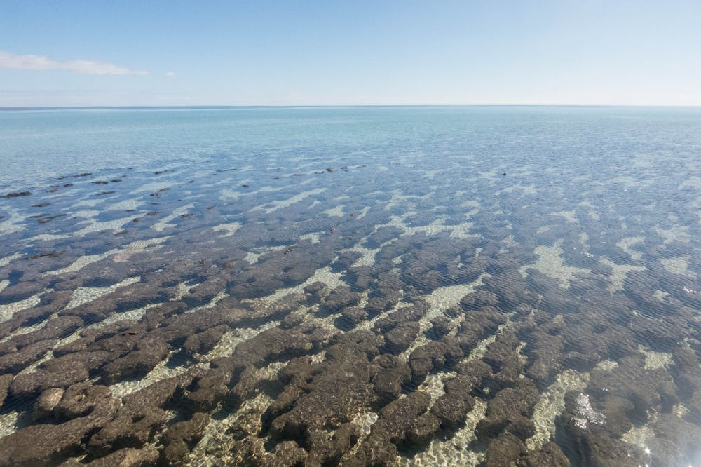 Stromatolites