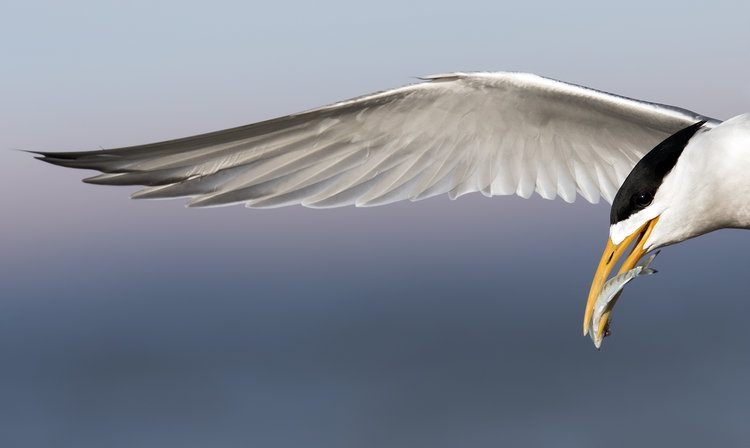 Crested-Tern-Bald-Hill-BPOTY