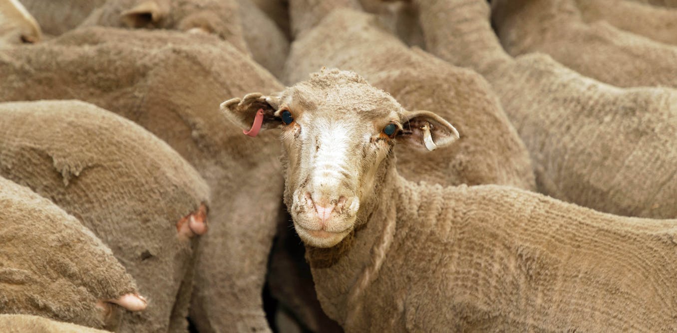 The ban on live sheep exports has just been lifted.