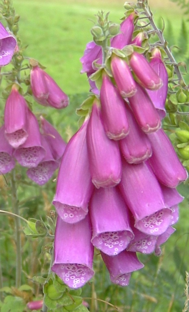 thumbnail_Wild foxgloves in hedgerow