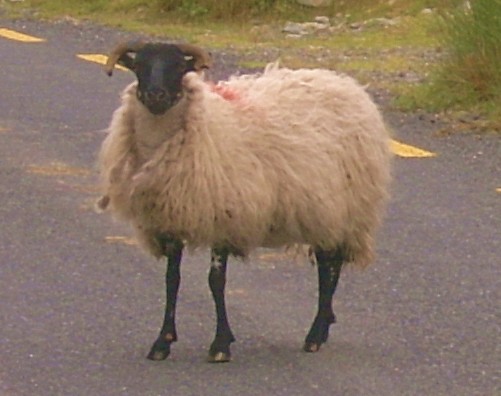 thumbnail_black faced sheep on the road to Croagh Patrick