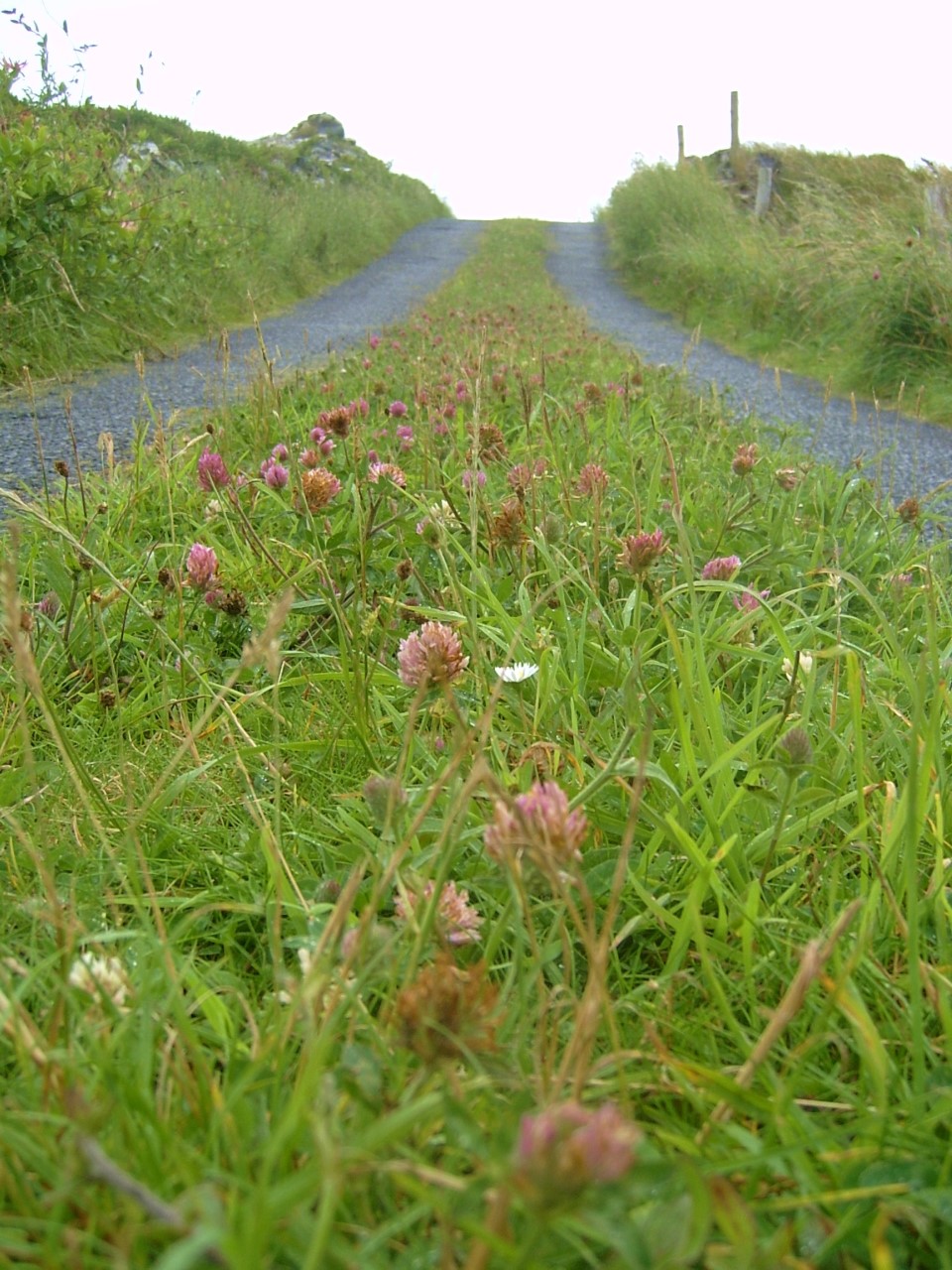 thumbnail_wild flowers in road