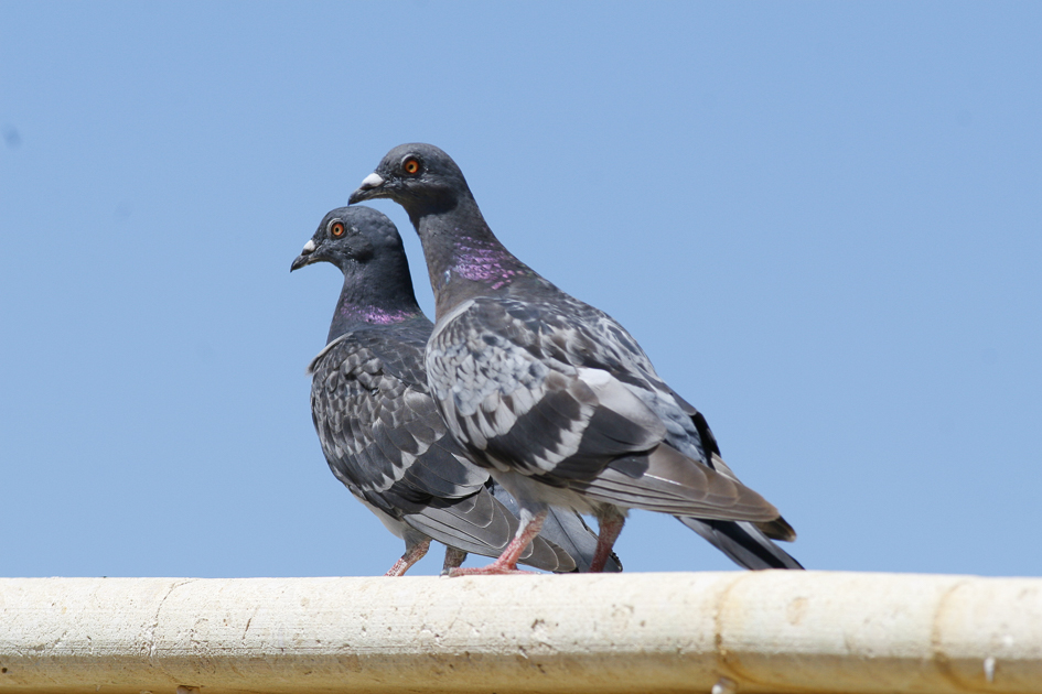 Rock Doves (Feral Pigeon)
