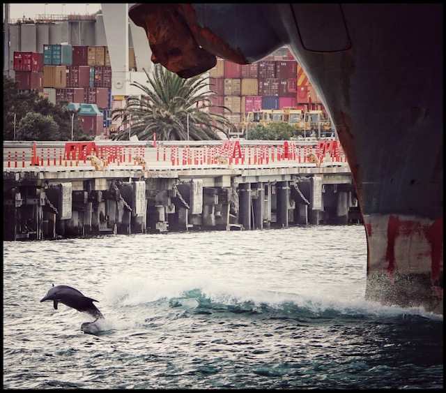 Maria Wilson. Such a treat to capture dolphins surfing the bow wave of an outgoing ship
