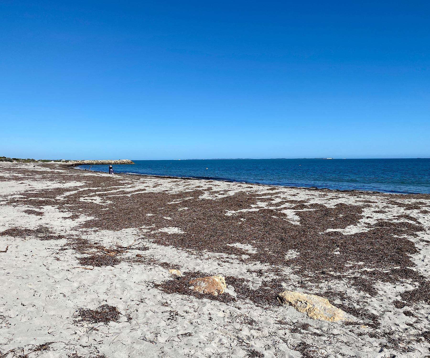 Winter seaweed - Fremantle Shipping News