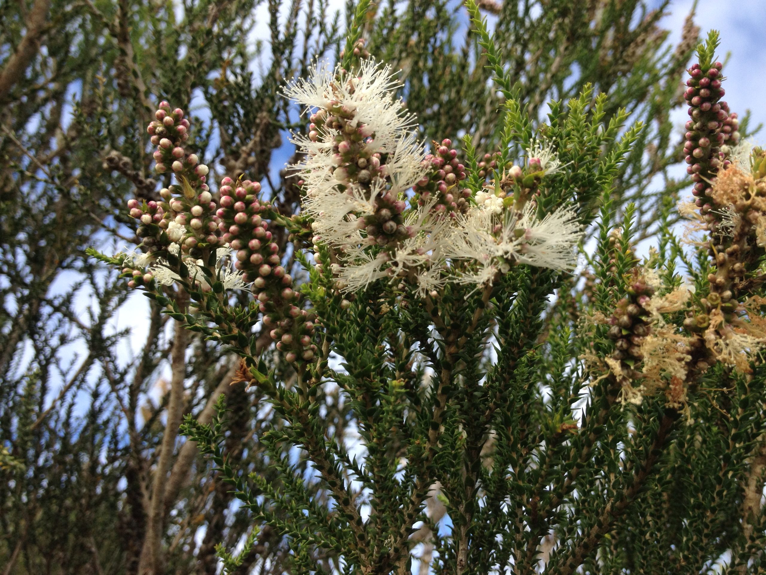 Honeymyrtle - Melaleuca hueglii