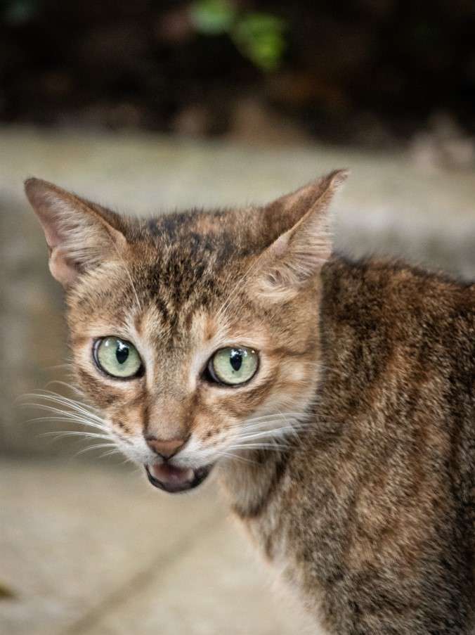 Cat Local Law item with a pic taken in Hong Kong